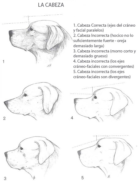 Estandar de Cabeza Labrador