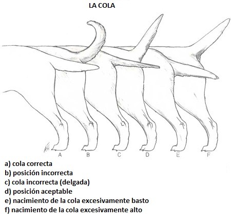 Estandar Cola Labrador