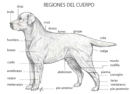 Estandar del Cuerpo Labrador