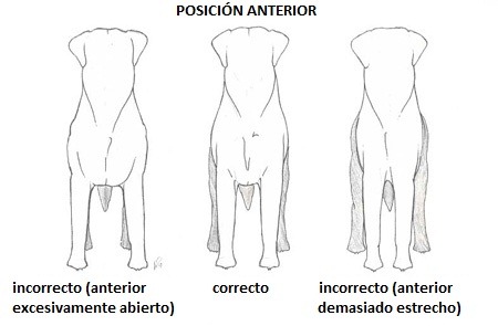 Estandar Posicion Anterior Labrador