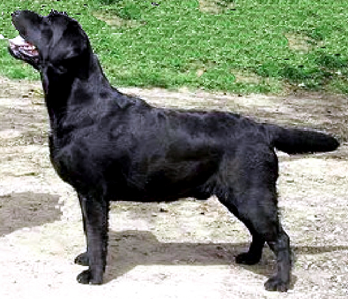 Danfer Labs DUZIR