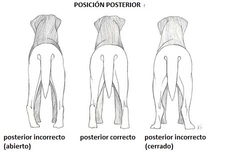 Estandar Posicion Posterior Labrador